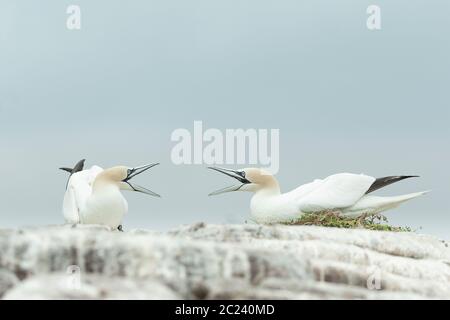 Un par de gannets del Norte (Morus basanus) con sus picos abiertos, Gran Isla Saltee, Irlanda Foto de stock