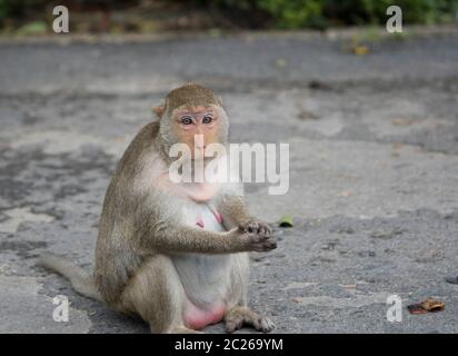 Mujer embarazada mono sentada en camino asfaltado en Tailandia. Mono tiene piel marrón y pezón rosa. La de Monkey a marido. D.pres Fotografía de stock - Alamy