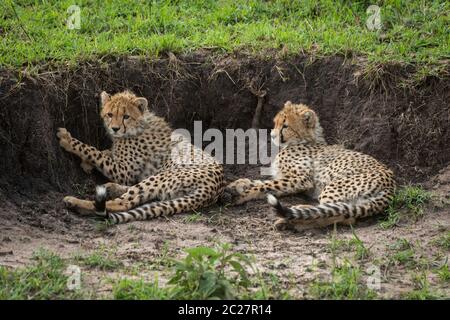 Dos cachorros de guepardo mentira por banco de tierra Foto de stock
