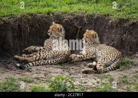 Dos cachorros de guepardo yacen al lado de banco de tierra Foto de stock
