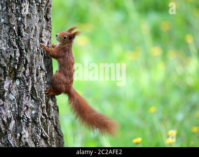 Ardilla marrón roja Sciurus vulgaris en el tronco del árbol en el Liliental cerca de usted Foto de stock