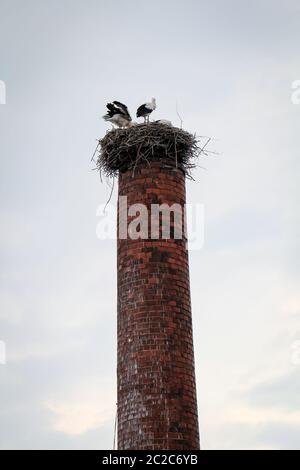 una pareja de cigüeñas en su nido en una chimenea Foto de stock
