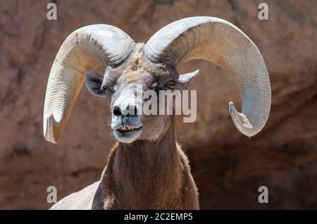 Carnero de Bighorn del desierto, Ovis canadensis nelsoni, en el Museo del Desierto de Arizona-Sonora, cerca de Tucson, Arizona. (Cautivo)