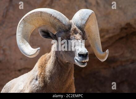 Carnero de Bighorn del desierto, Ovis canadensis nelsoni, en el Museo del Desierto de Arizona-Sonora, cerca de Tucson, Arizona. (Cautivo)