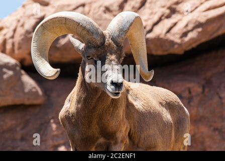 Carnero de Bighorn del desierto, Ovis canadensis nelsoni, en el Museo del Desierto de Arizona-Sonora, cerca de Tucson, Arizona. (Cautivo)