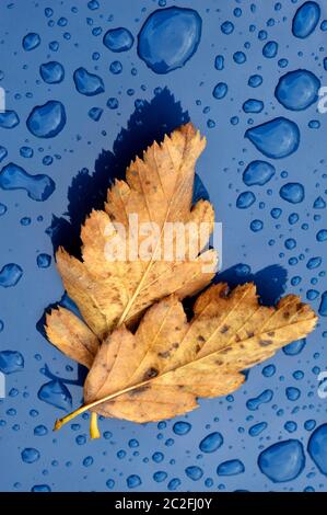 hojas de otoño sobre la lluvia caída cubierta capó del coche Foto de stock