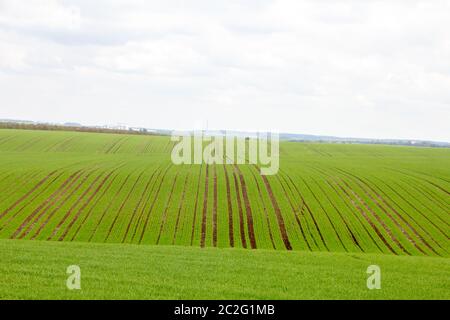 Plantones de trigo jóvenes que crecen en un campo. Cielo nublado