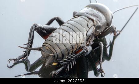 Insecto de cricket o Gryllidae aislado sobre fondo blanco Foto de stock