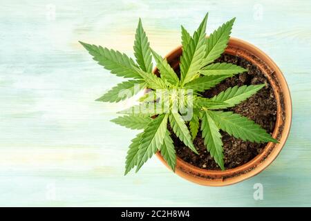 El cultivo de cannabis. Una planta hembra de marihuana en una olla con copyspace top shot