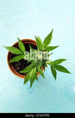 El cultivo de cannabis. Una planta hembra de marihuana en una maceta, tomada desde la parte superior sobre un fondo verde azulado vibrante con un lugar para el texto