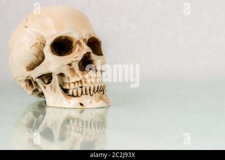 Un cráneo humano sobre un escritorio de cristal blanco. El cráneo se refleja en el cristal. Espacio para texto o para recortar. Foto de stock