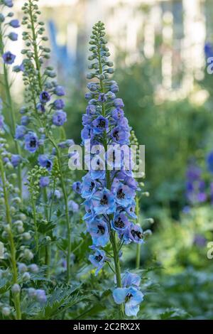 Primer plano de Blue Delphinium floreciendo en un jardín de verano frontera, Inglaterra, Reino Unido Foto de stock
