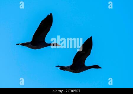 Patos Mallard (Anas platyrhychos) en vuelo, Alemania Foto de stock