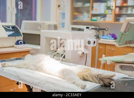 preparación del gato para la cirugía en la clínica veterinaria. Foto de stock