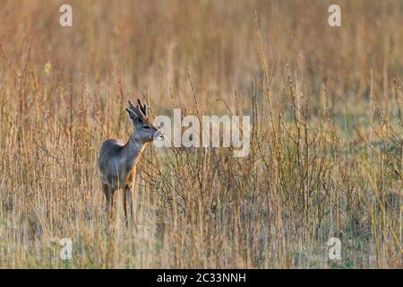 Roebuck en invierno con cuernos cubiertos de terciopelo - (ciervo roe europeo - ciervo roe occidental) / Caparolus c Foto de stock