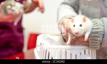 tratamiento de la rata en una clínica veterinaria.