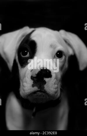 Foto De Estudio De Un Adorable Perro Boxer Sentado Sobre Fondo Negro Fotografia De Stock Alamy