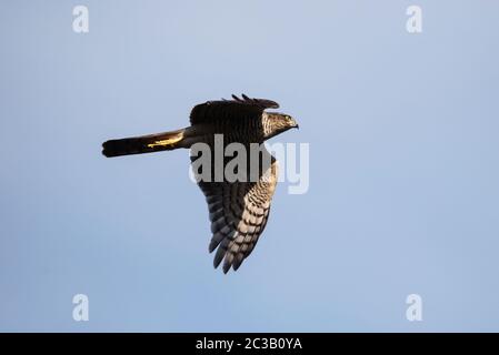 Sparrowawk n vuelo en el cielo. Su nombre latino es Accipiter nisus. Foto de stock