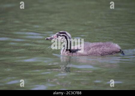 Gran Crestar Grebe 'Podiceps cristatus' joven pájaro
