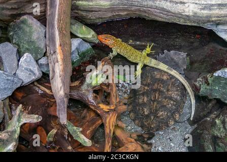 Un Caiman lizard septentrional y una tortuga mata mata en ambiente ribereño Foto de stock