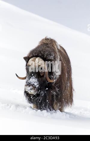Buey muskox (Ovibos moschatus) retrato de forrajeo masculino en la tundra cubierta de nieve en invierno, Parque Nacional de Dovrefjell–Sunndalsfjella, Noruega Foto de stock
