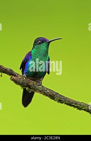 Coronado violeta Woodninfa (Thalurania colombica townsendi) macho adulto encaramado en la rama Pico bonito, Honduras 2016 de febrero