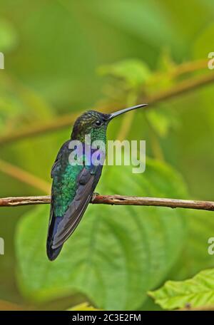Coronado violeta Woodninfa (Thalurania colombica townsendi) macho adulto encaramado en twig Pico bonito, Honduras 2016 de febrero