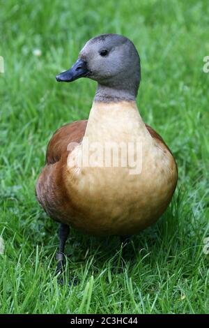 Pato de la chaparta o pato de la chaparta (Tadorna cana) - macho Foto de stock
