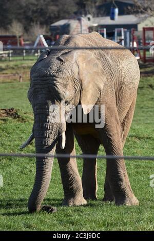 Un elefante africano detrás de una valla en una granja del zoológico Foto de stock