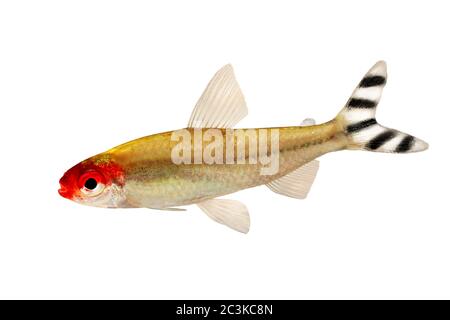 Acuario peces Rummy-nose Tetra Hemigrammus rhodostomus bleferi agua dulce Foto de stock