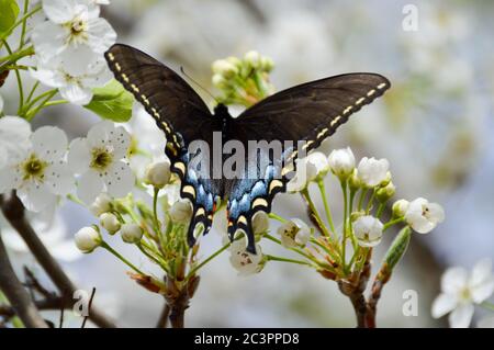 mariposa femenina de cola de cisne negra en flores blancas de árboles de pera bradford