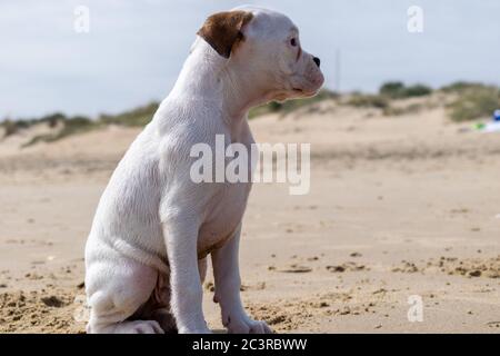 Lindo Bebe Blanco Toro Guatemalteco Terrier Fotografia De Stock Alamy