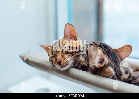 Dos lindos gatitos bengal de color dorado y chorocoal sobre la cama de la ventana del gato y el gusto relajante y lavarse.