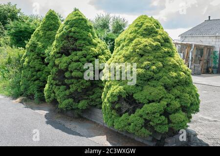 Tres piceas con follaje denso que se asemejan a enanos. El nombre del árbol es Dwarf Alberta Spruce o Picea glauca 'Conica'. Foto de stock