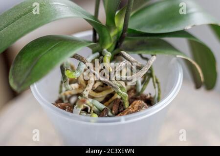 Phalaenopsis orchid macetas en maceta de flores transparente para orquídeas.  Reencapsulado de primer plano Fotografía de stock - Alamy