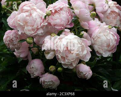 Muchas hermosas flores de color rosa suave de peonía doble. Foto de stock