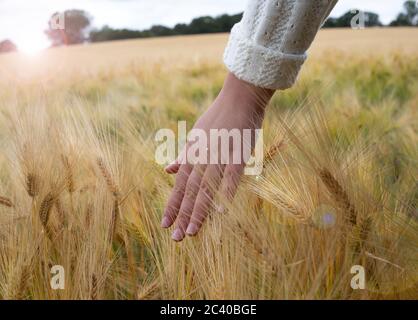 La mano femenina toca las orejas de centeno de trigo amarillo madurando a principios del verano en el campo de trigo durante el amanecer. Cielo azul sobre fondo