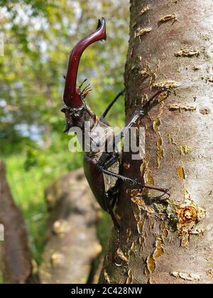 Vista lateral de cerca de un gran insecto macho europeo de escarabajo de ciervo (Lucanus cervus) en rama de árbol, en el soleado día de verano. Los escarabajos de ciervo son una familia de 1 Foto de stock
