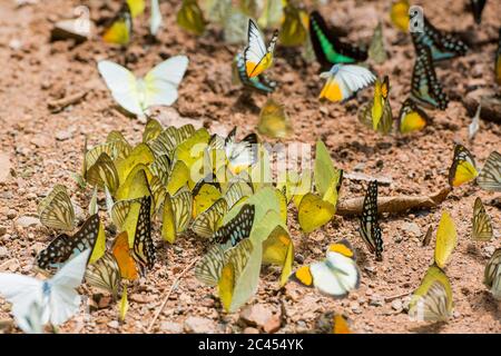 Mariposa salvaje en el Parque Nacional Kaeng krachan al oeste de la ciudad de Phetchaburi o Phetburi en la provincia de Phetchaburi en Tailandia. Tailandia, Phet