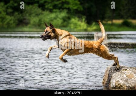 Malinois Atlético (perro pastor belga) saltando al agua Foto de stock