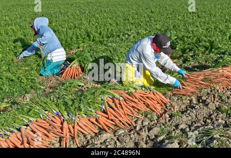 Trabajadores agrícolas hispanos que cosechan zanahoria orgánica 'Daucus carota', Coachella Valley, California, Foto de stock