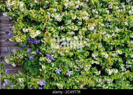 Flores blancas dulcemente perfumadas de jazmín estrella o falsa jazmín  trepando vid, verde vivo cerco en el jardín. Fondo jazmín Fotografía de  stock - Alamy