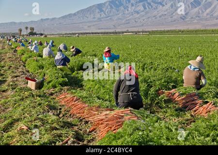 Trabajadores agrícolas hispanos que cosechan zanahoria orgánica 'Daucus carota', plantación de palma datilera en la distancia, Valle de Coachella, Foto de stock