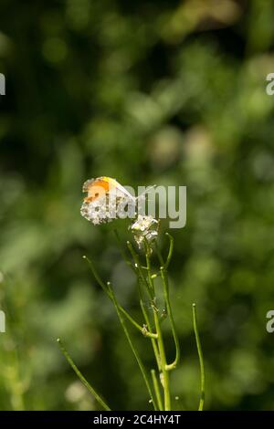 Una mariposa macho de punta naranja, cardamines de Anthocharis, al lado de un carril del país descansando en una flor silvestre. North Dorset Inglaterra Reino Unido GB Foto de stock