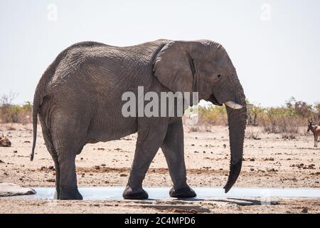Rogue, Toro Elefante Masculino parado en el pozo de agua Tobiroen en el Parque Nacional Etosha, Namibia, África en la estación seca Foto de stock