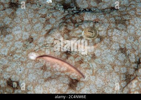 Detalle de ojo y espiracle de un tiburón tamselado, Eucrossorhinus dasypogon, isla Heron, Gran Barrera de Coral, Australia Foto de stock