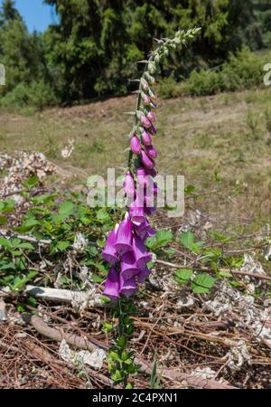 Flores silvestres de guante de espuma de verano, Digitalis purpurea, crecen en un prado en el borde del bosque