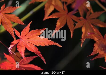 Foto de cerca de una hoja de arce que se volvió roja en la temporada de otoño Foto de stock