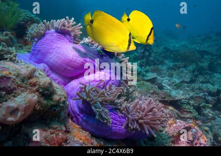 El pez mariposa amarillo [Chaetodon andamanensis] y un pez ángel semicircular [Pomacanthus semicirculatus] nadando sobre un arrecife de coral con una anémona. Komo Foto de stock