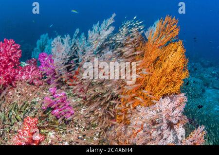 Los fanáticos del mar gorgonian [Melithaea sp.] y los corales blandos [Dendronephthya sp.] con una gran escuela de peces carniceros luminosos [Rhabdamia gralilis]. Andaman se Foto de stock